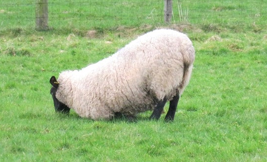 英国研究人员用加速度传感器和陀螺仪检测羊群跛行病
