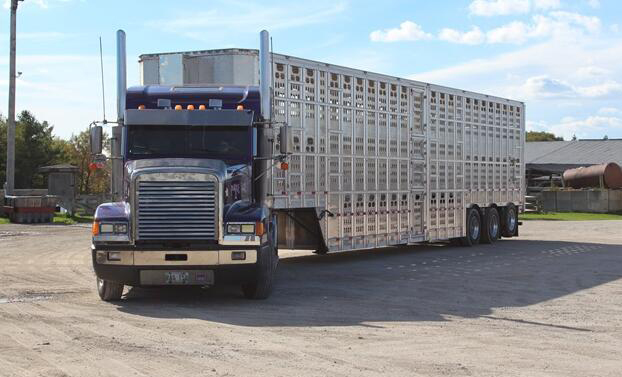 传感器和区块链技术用在加拿大新型家畜运输追踪系统中
